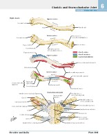 Frank H. Netter, MD - Atlas of Human Anatomy (6th ed ) 2014, page 452